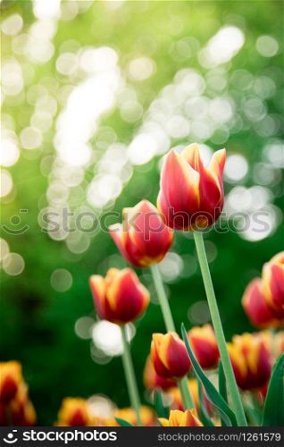 Colorful spring flowers (tulips) in the public park