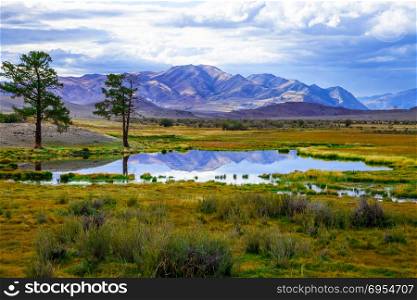Colorful spring landscape two pine trees near a lake in the steppe prairie and mountains in the background