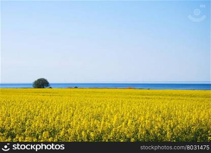Colorful spring landscape with rapeseed field by the coast