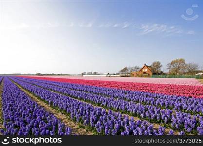 Colorful spring tulip fields in the Netherlands