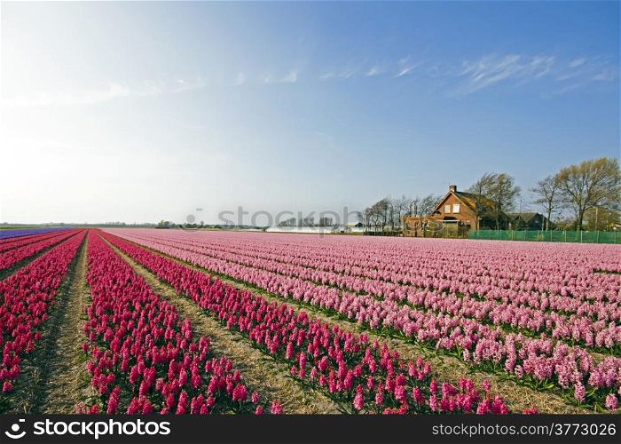Colorful spring tulip fields in the Netherlands