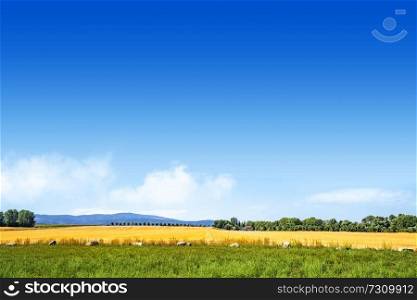 Colorful summer landscape with golden fields under a blue sky with mountains in the background