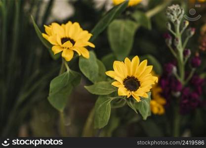 colorful sunflowers with green stems