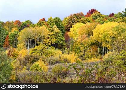 Colorful sunlit autumn forest with fallen leaves covering