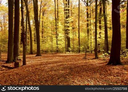 Colorful sunlit fall forest with fallen leaves covering the ground