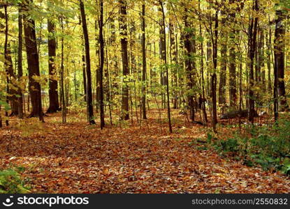 Colorful sunlit fall forest with fallen leaves covering the ground