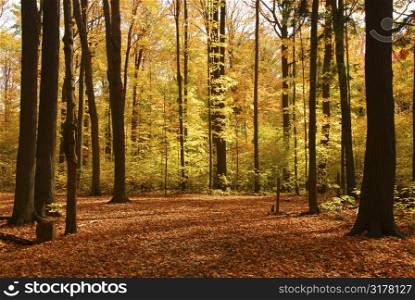 Colorful sunlit fall forest with fallen leaves covering the ground