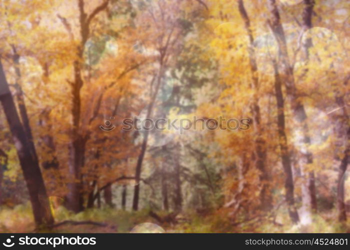 Colorful sunny forest scene in Autumn season with yellow trees in clear day.