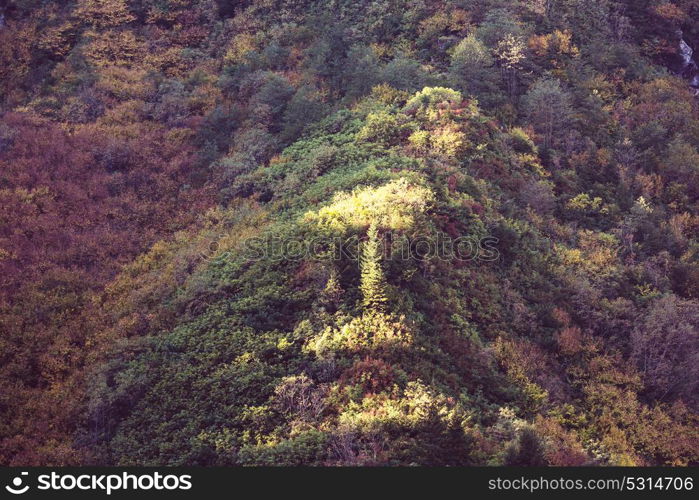 Colorful sunny forest scene in Autumn season with yellow trees in clear day.