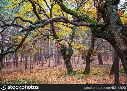 Colorful sunny forest scene in Autumn season with yellow trees in clear day.