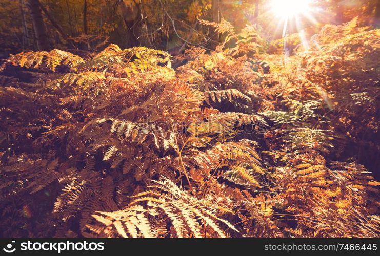 Colorful sunny forest scene in Autumn season with yellow trees in clear day.