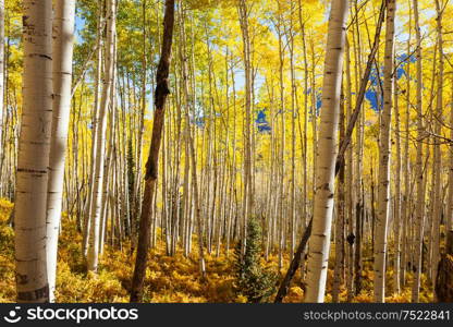 Colorful sunny forest scene in Autumn season with yellow trees in clear day.