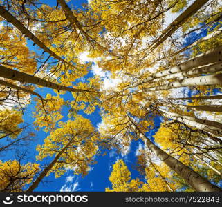 Colorful sunny forest scene in Autumn season with yellow trees in clear day.