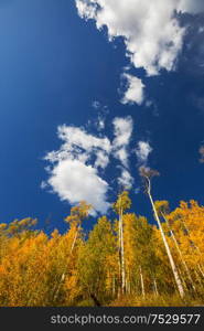 Colorful sunny forest scene in Autumn season with yellow trees in clear day.