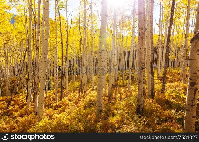 Colorful sunny forest scene in Autumn season with yellow trees in clear day.