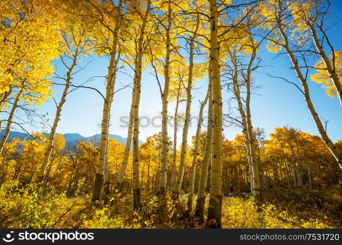 Colorful sunny forest scene in Autumn season with yellow trees in clear day.