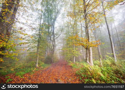 Colorful sunny forest scene in Autumn season with yellow trees in clear day.