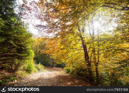 Colorful sunny forest scene in Autumn season with yellow trees in clear day.