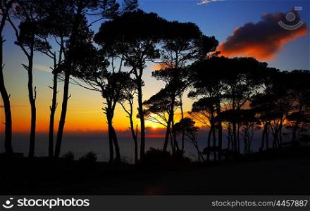 Colorful sunset in the pine forest, warm sky with bright sun light, silhouette of trees in woods, beautiful nature landscape