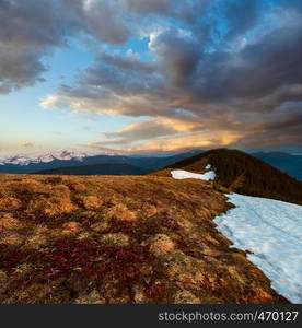 Colorful sunset landscape in spring Carpathian mountains and crocus flowers in front, Ukraine, Europe.