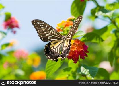 Colorful swallowtail butterfly flying and feeding under blue sky