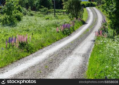Colorful swedish summer landscape by a winding country road