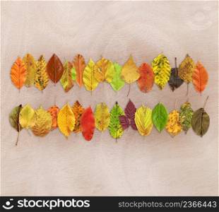Colorful texture of autumn leaf on wooden background. Autumn leaf background close up. Minimal concept flat lay.. Autumn leaf texture background on wooden background