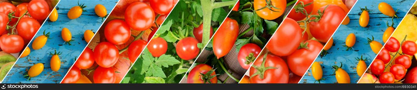 Colorful Tomatoes Background. Fresh Organic Tomato Texture. Panoramic collage. Wide photo .