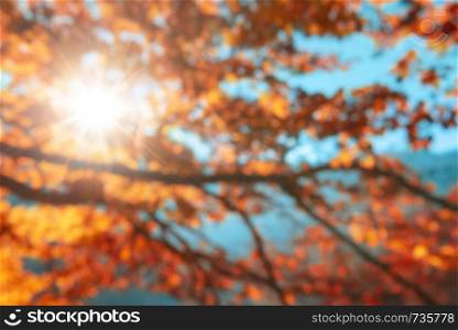 Colorful tree branches with autumn golden leaves, sun piercing the foliage and blue sky, Out of focus vibrant fall background.