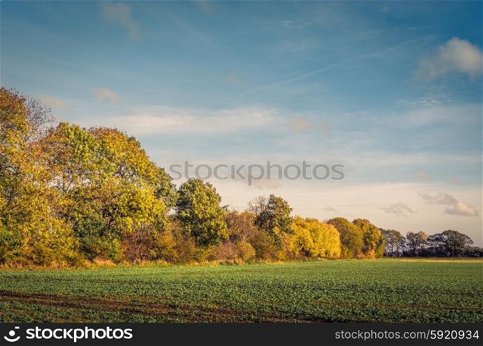 Colorful tree by a field in the fall