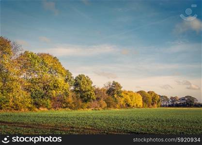 Colorful tree by a field in the fall
