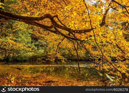 Colorful tree over a lake in the autumn season