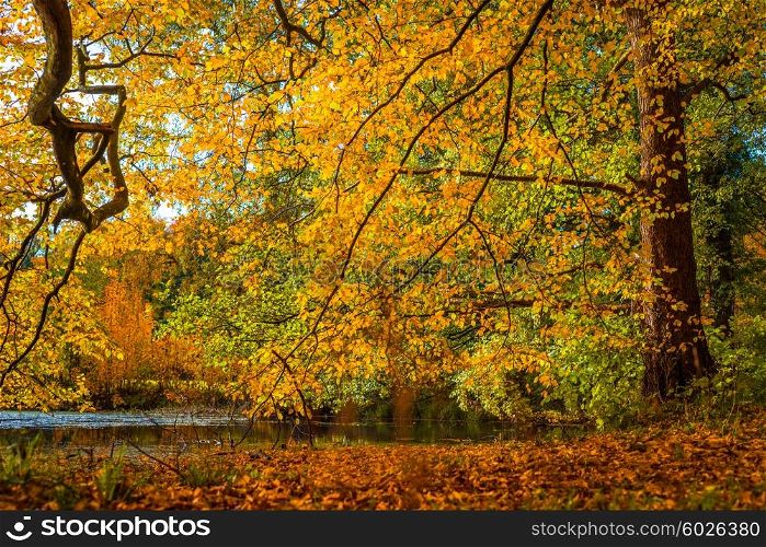 Colorful trees by a small lake in the fall