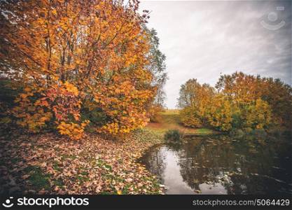 Colorful trees by a small pond in the fall with autumn leaves in the grass and silent water in the lake