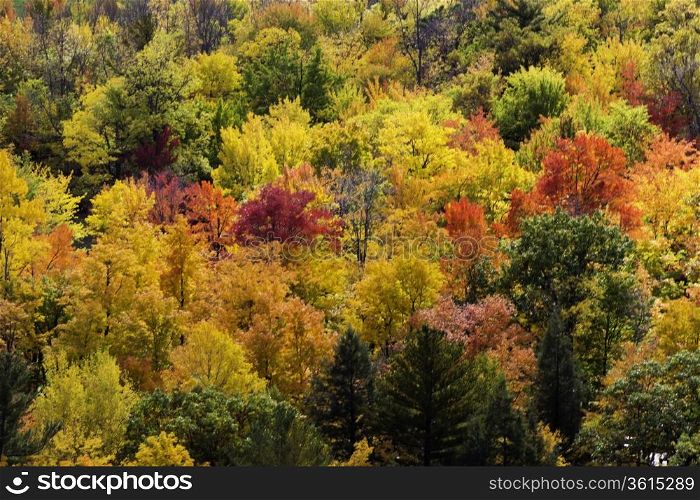Colorful trees during autumn