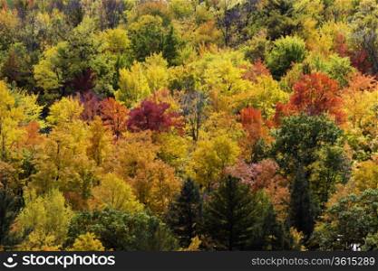 Colorful trees during autumn