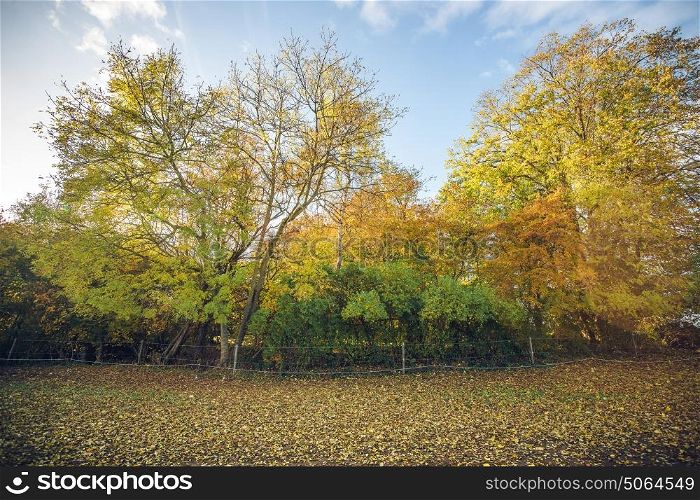 Colorful trees in a rural environment in the fall with an electrical fence on a field with autumn leaves