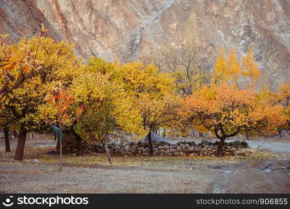 Colorful trees in autumn against mountain in Khyber village. Gilgit Baltistan, Pakistan.