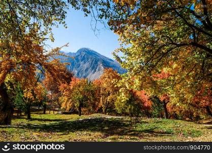 Colorful trees in autumn, Altit royal garden, Gilgit-Baltistan, Pakistan.