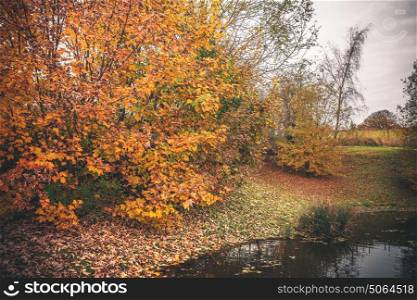 Colorful trees in autumn colors by a lake in the fall with fallen leaves covering the ground in autumn