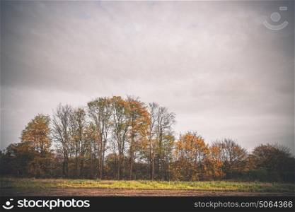 Colorful trees in autumn colors in a countryside landscape in autumn with golden leaves on the trees in cloudy weather