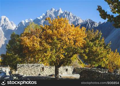 Colorful trees in autumn season. Passu village with Passu cones in Karakoram mountain range in the background. Gojal valley, Gilgit Baltistan, Pakistan.