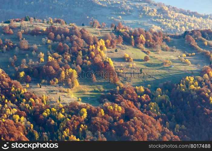 Colorful trees on slope in morning autumn Carpathian.