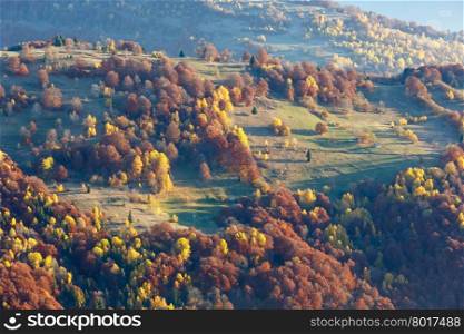 Colorful trees on slope in morning autumn Carpathian.