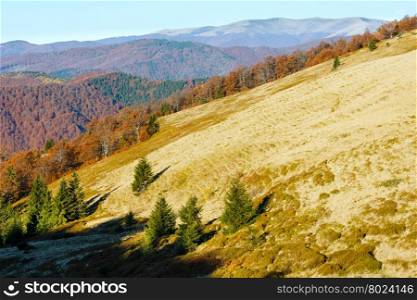 Colorful trees on slope in morning autumn Carpathian.