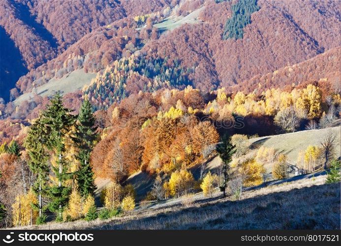 Colorful trees on slope in morning autumn mountain.
