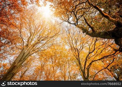 Colorful treetops in the fall with yellow and golden autumn leaves pointing to the sky