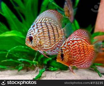 colorful tropical discus fish