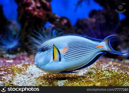 Colorful tropical fish Sohal Surgeonfish Acanthurus Sohal sohal tang underwater. Sohal Surgeonfish underwater