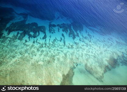 Colorful tropical ocean floor seen through clear water.